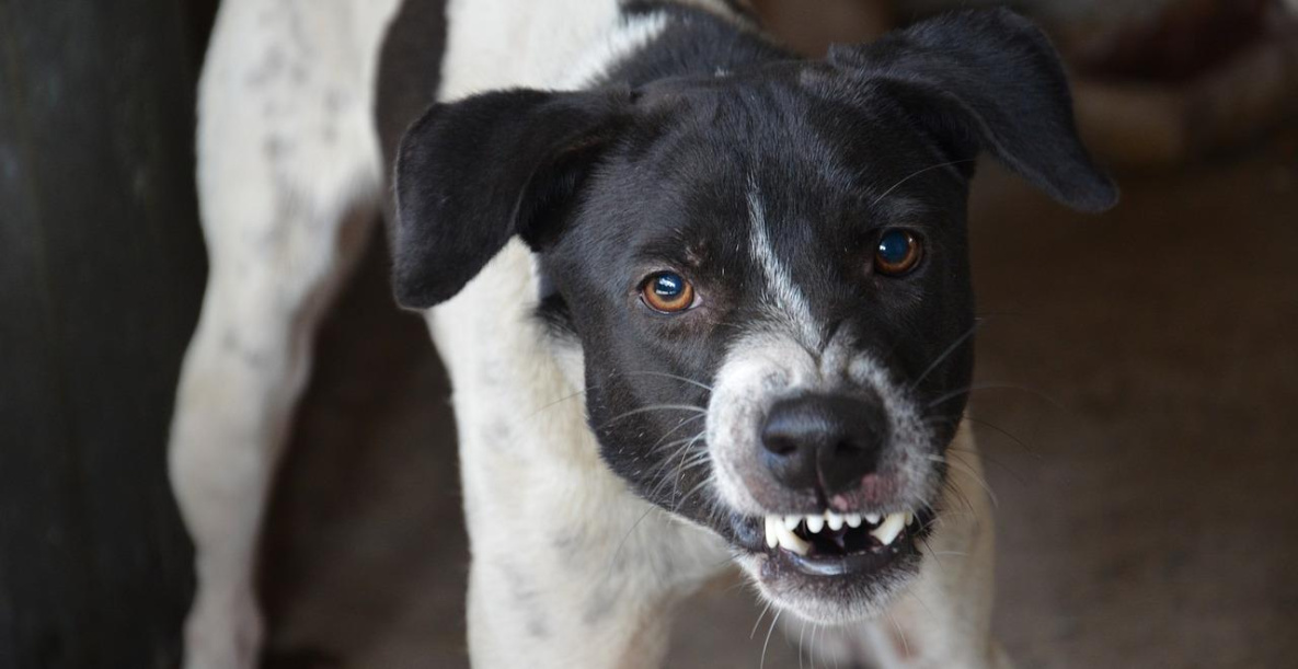 Стая «безопасных» собак держит в страхе микрорайон в Хабаровске