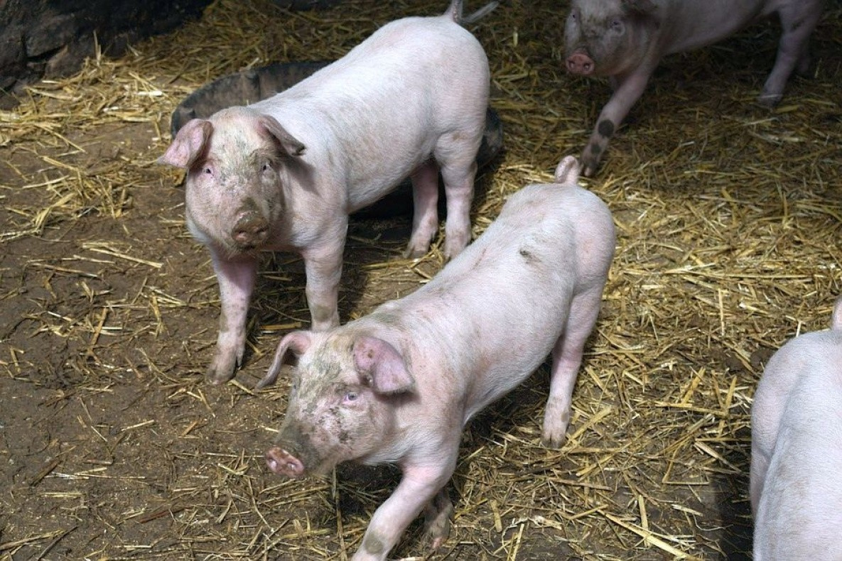 Очаг африканской чумы свиней обнаружен в Галкино Хабаровского района