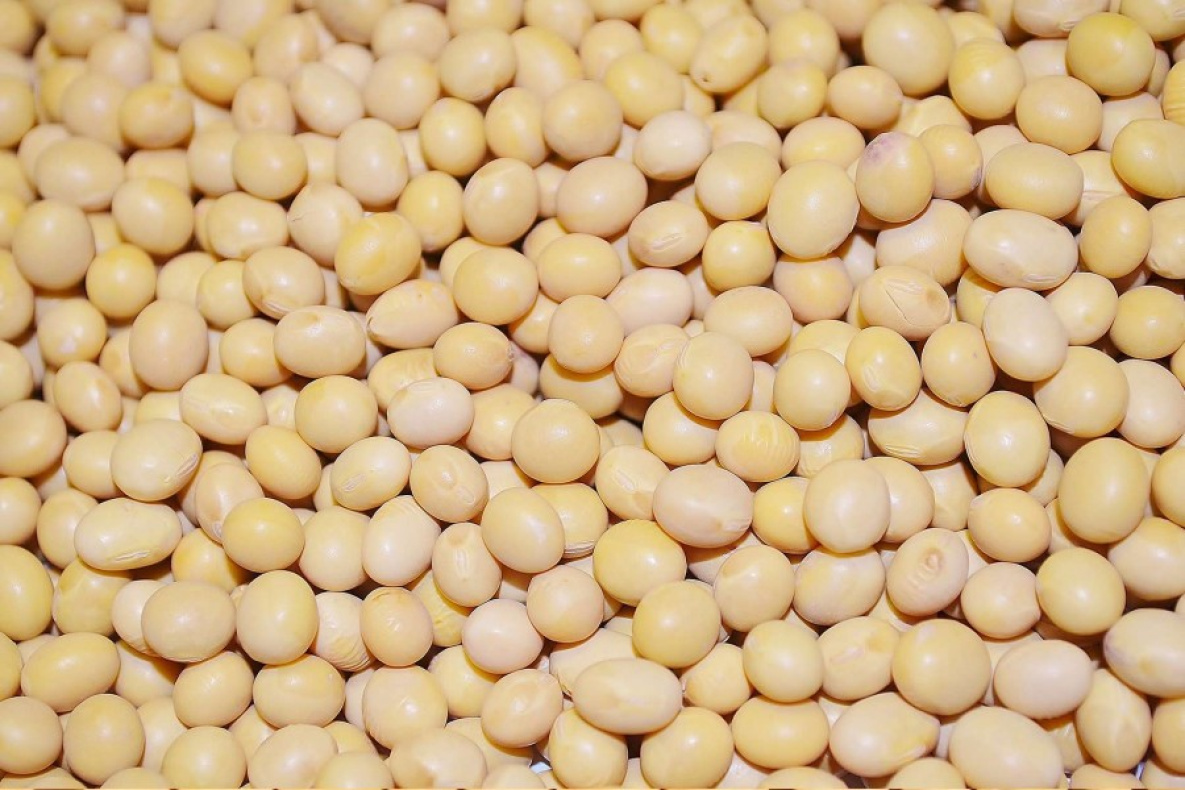 Россельхознадзор нашёл в Хабаровске запрещённую ГМО-сою