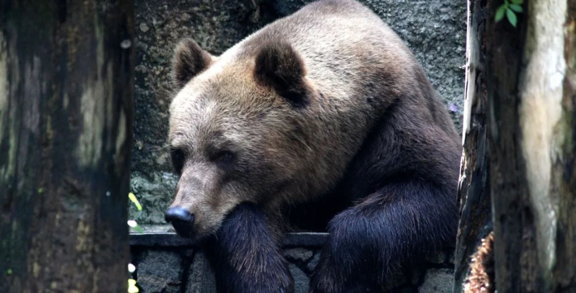 Медведи активизировались в Хабаровском крае 