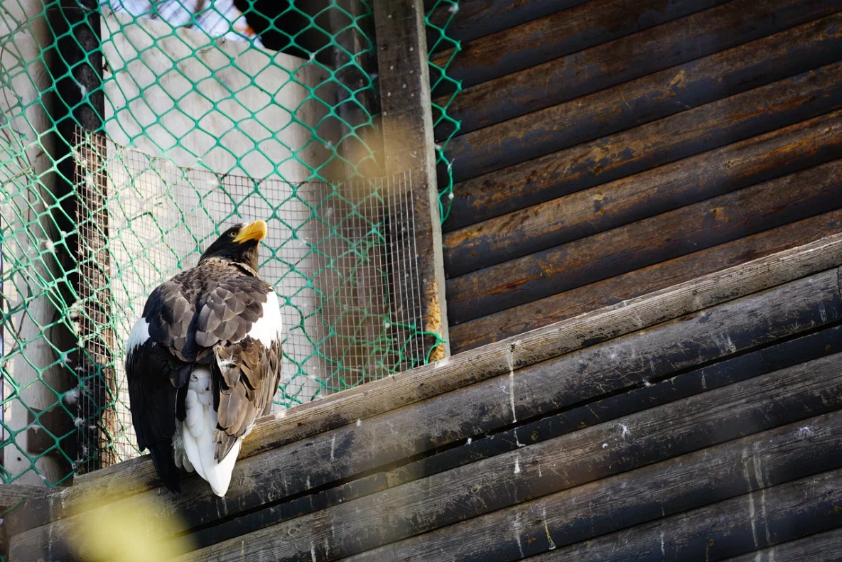 В хабаровском зоосаде у белохвостых орланов впервые родились птенцы