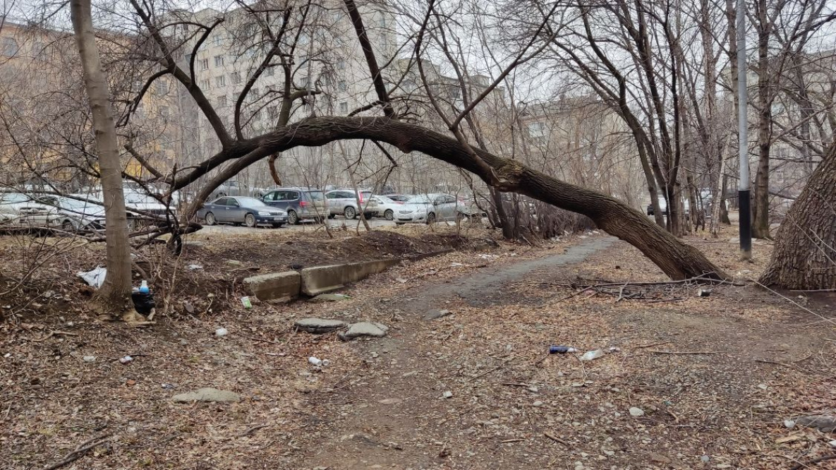 Опасные деревья в Хабаровске спилят по заявке на номер 112