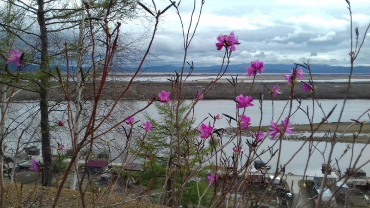 Рододендрон даурский завершает своё цветение в Хабаровском крае
