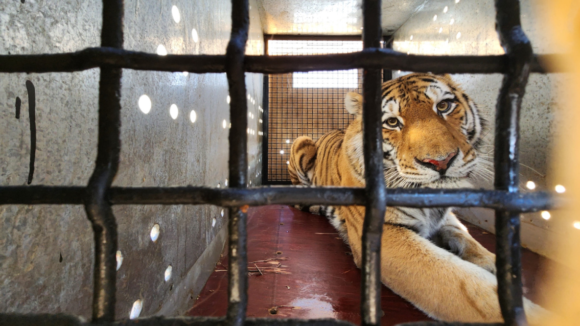 Пойманный в Хабаровском крае тигр похудел и улетел в Москву