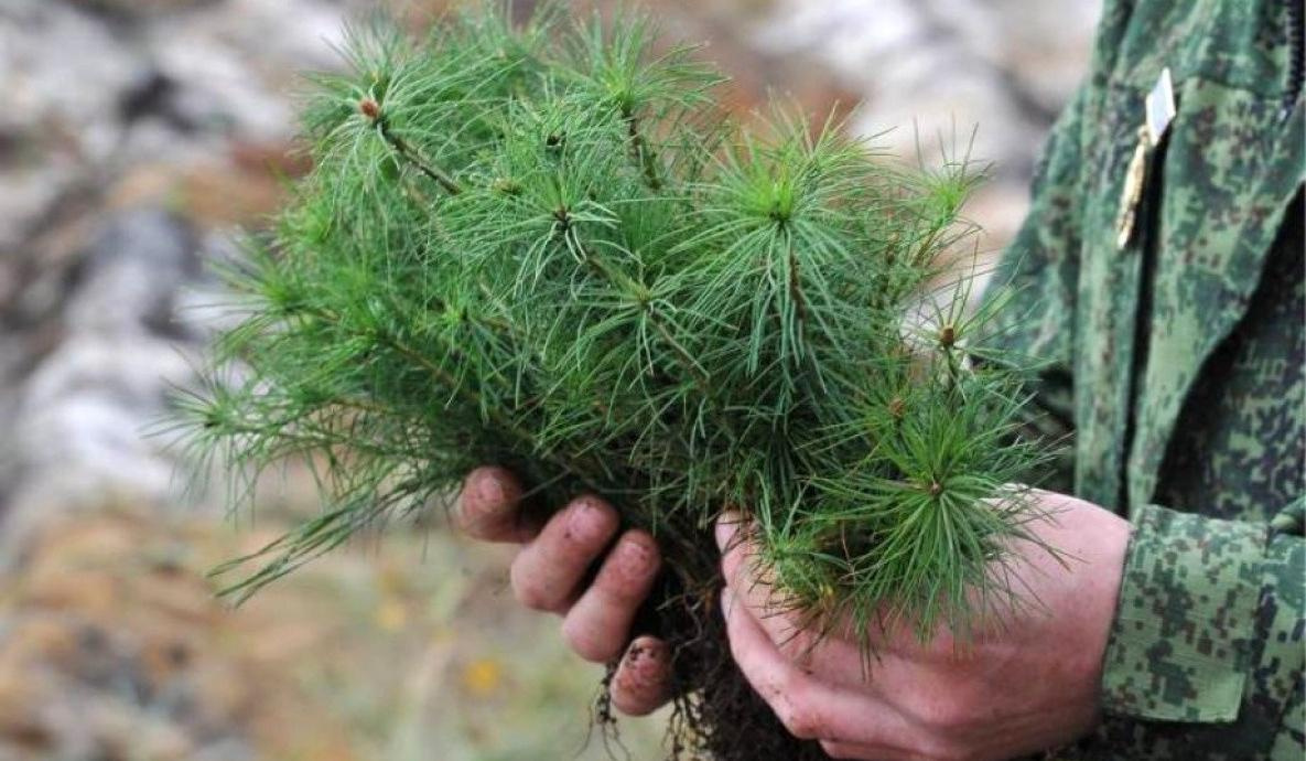 В Хабаровском крае в 2023 году восстановят лес на площади 8 тысяч гектаров