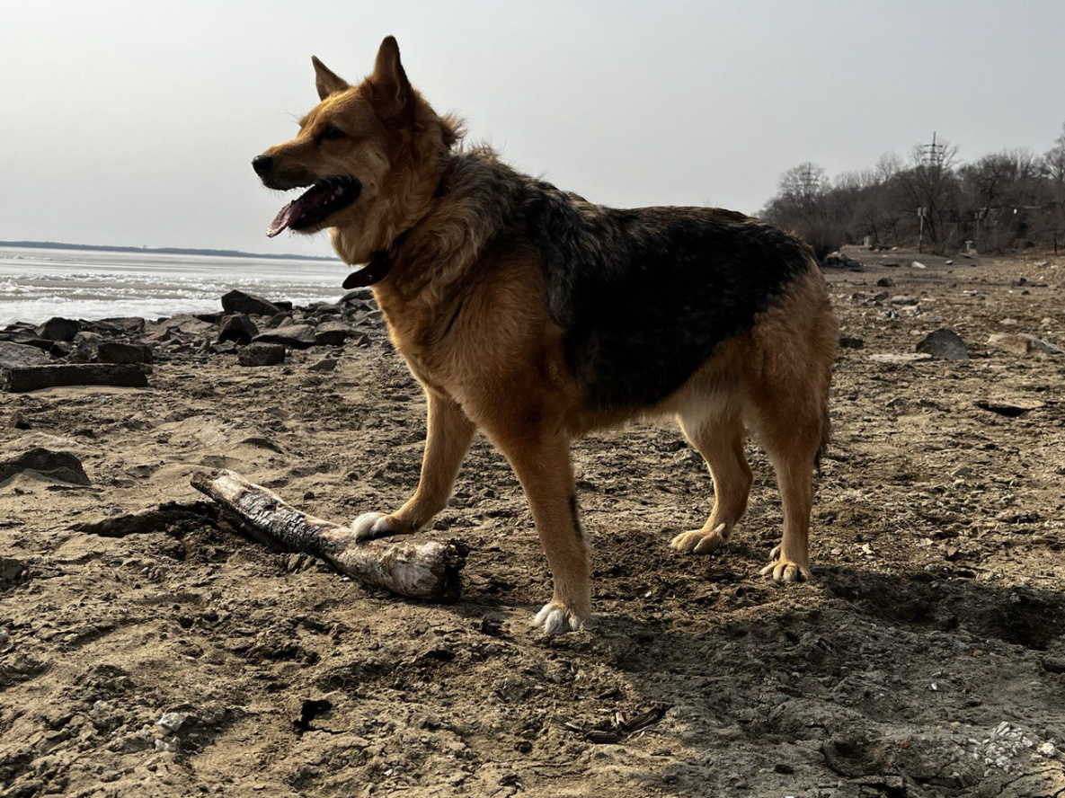 Безответственных владельцев собак в Хабаровском крае будут штрафовать