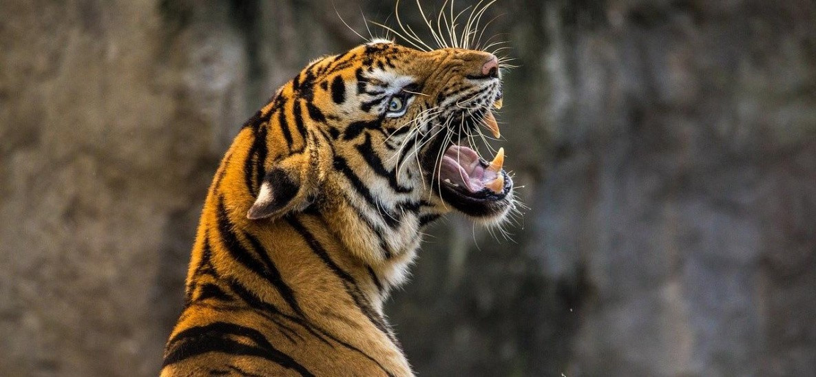 Тигр ударил тракториста в хабаровской тайге