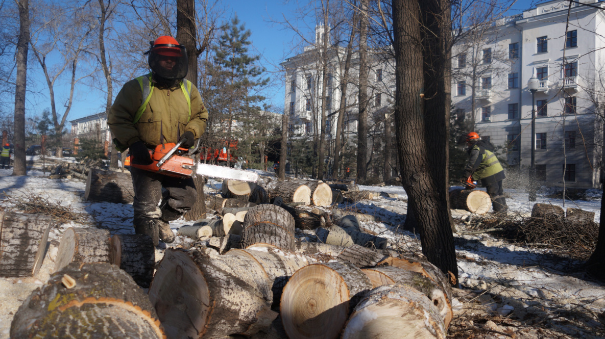 Деревья массово спилили в хабаровском парке «Динамо»