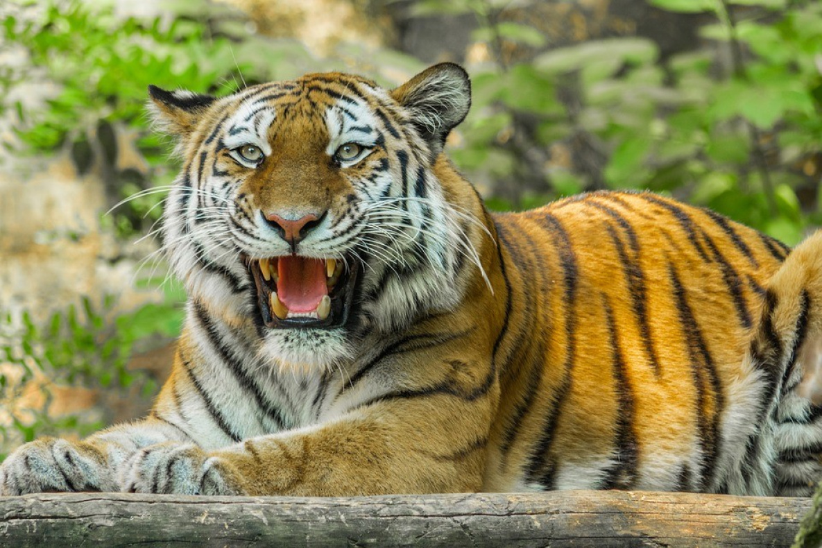 Причины гибели тигра в Хабаровском крае выяснят специалисты