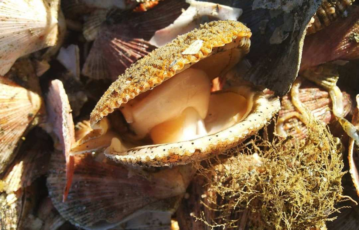 Учёные продлили запрет на лов краба, креветок и гребешка в Хабаровском крае