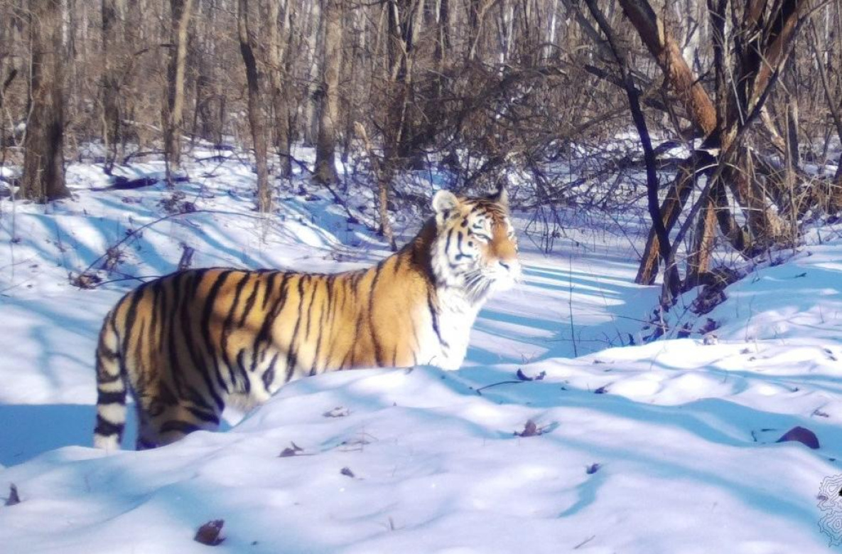 В Хабаровском крае пересчитают амурских тигров по мозолям