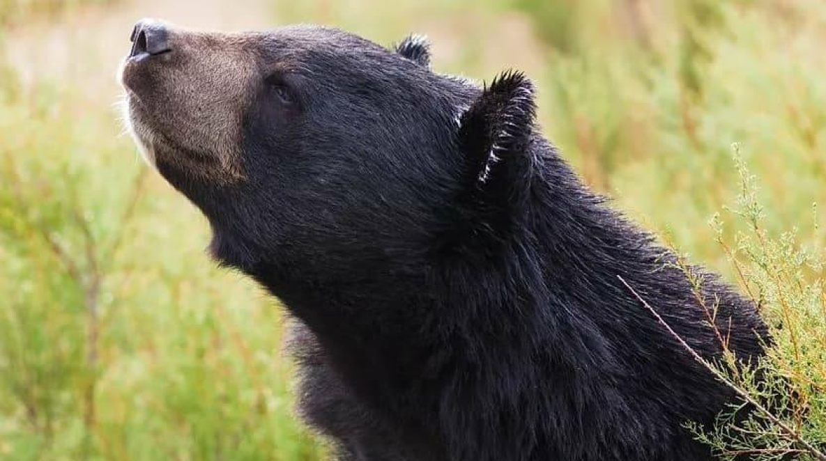 В Хабаровске по детской площадке бегал медведь