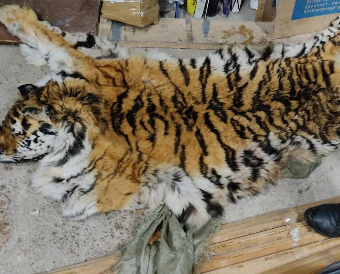 В Хабаровске браконьеры пытались продать шкуру амурского тигра